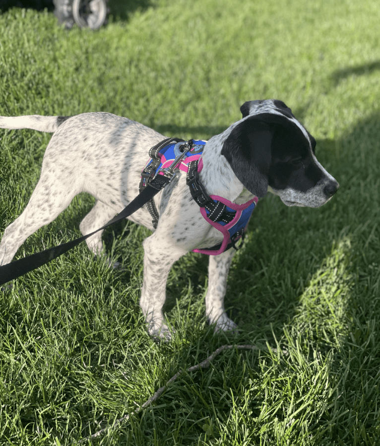 Opal, an American Pit Bull Terrier and German Shorthaired Pointer mix tested with EmbarkVet.com