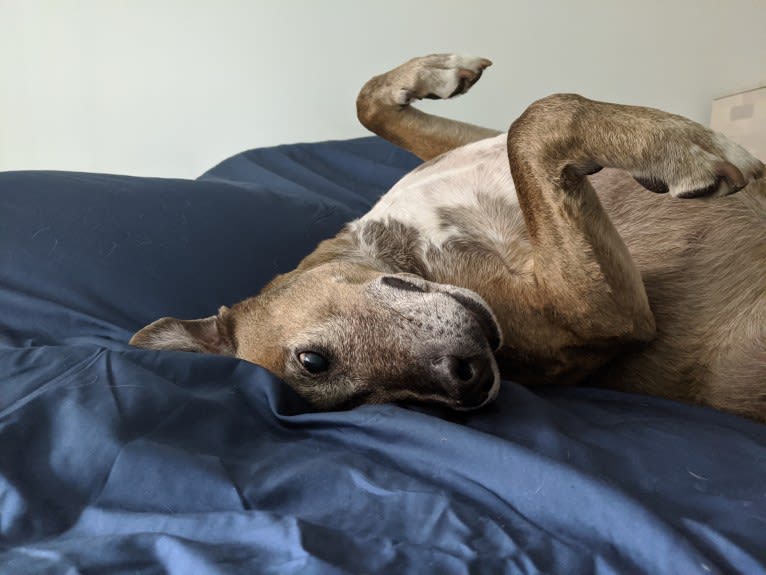 Vincent, an American Pit Bull Terrier and Siberian Husky mix tested with EmbarkVet.com