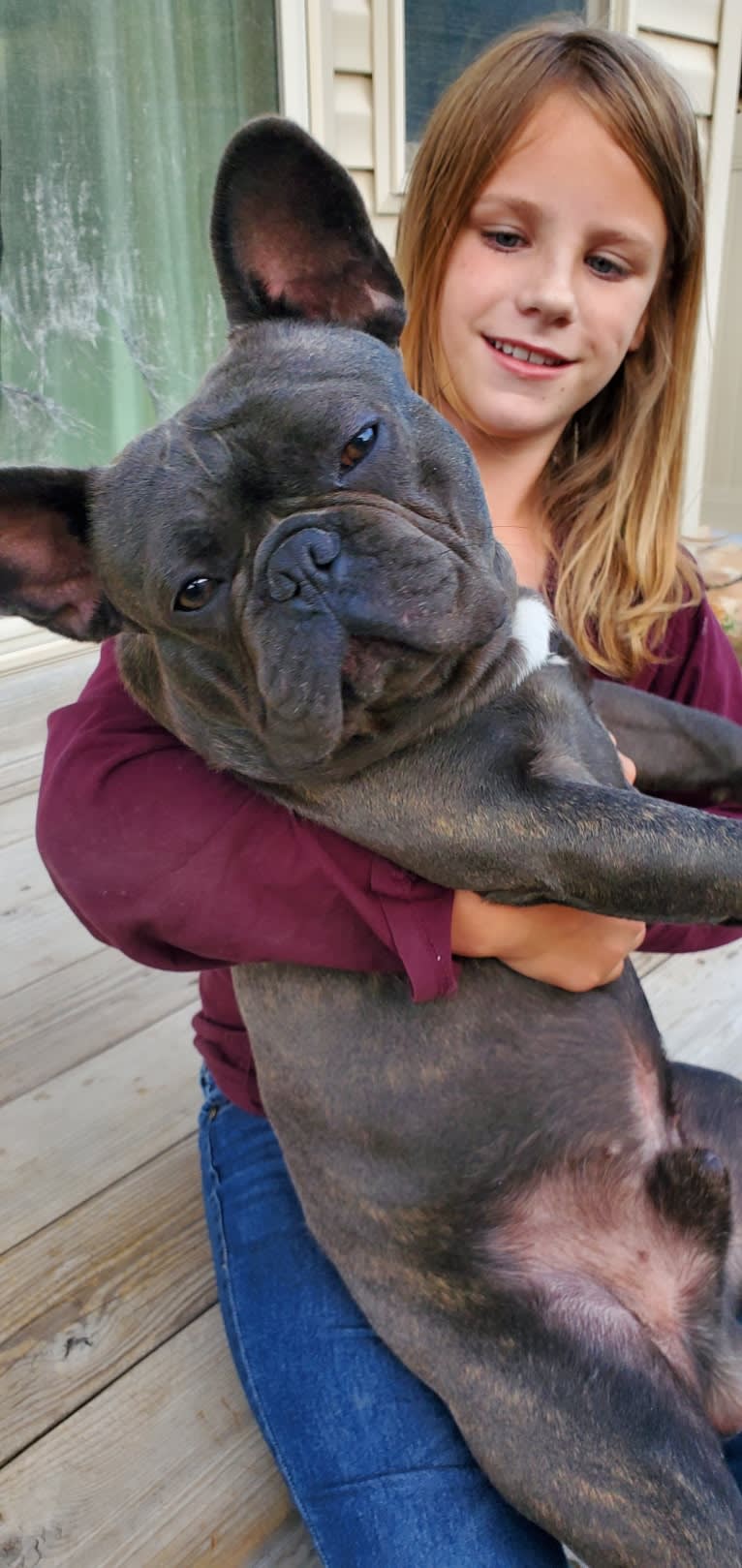 Diesel D, a French Bulldog tested with EmbarkVet.com