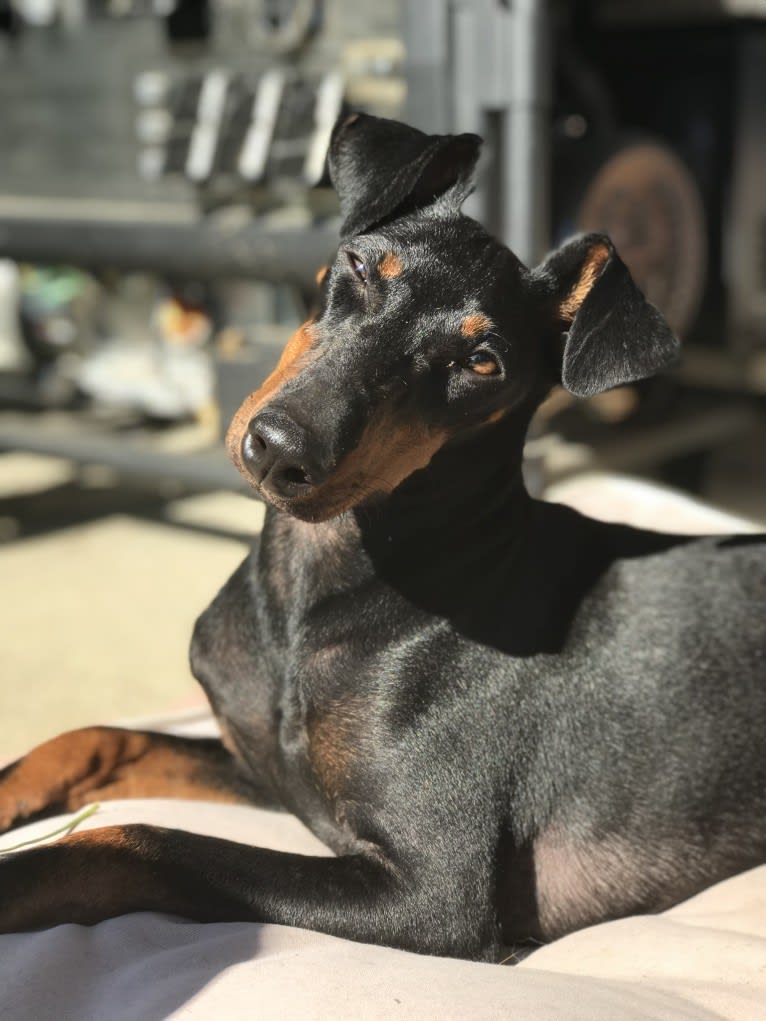 Freddie, a Manchester Terrier (Standard) tested with EmbarkVet.com