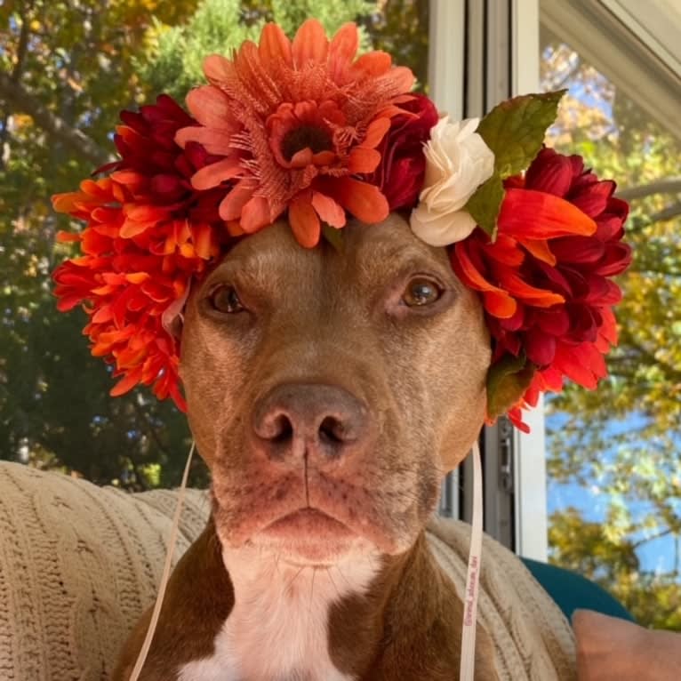 Blueberry, an American Pit Bull Terrier and American Staffordshire Terrier mix tested with EmbarkVet.com