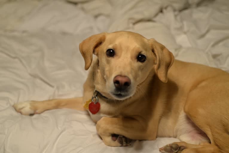 Gunnar Wayne Fear, a Mountain Cur and Rat Terrier mix tested with EmbarkVet.com