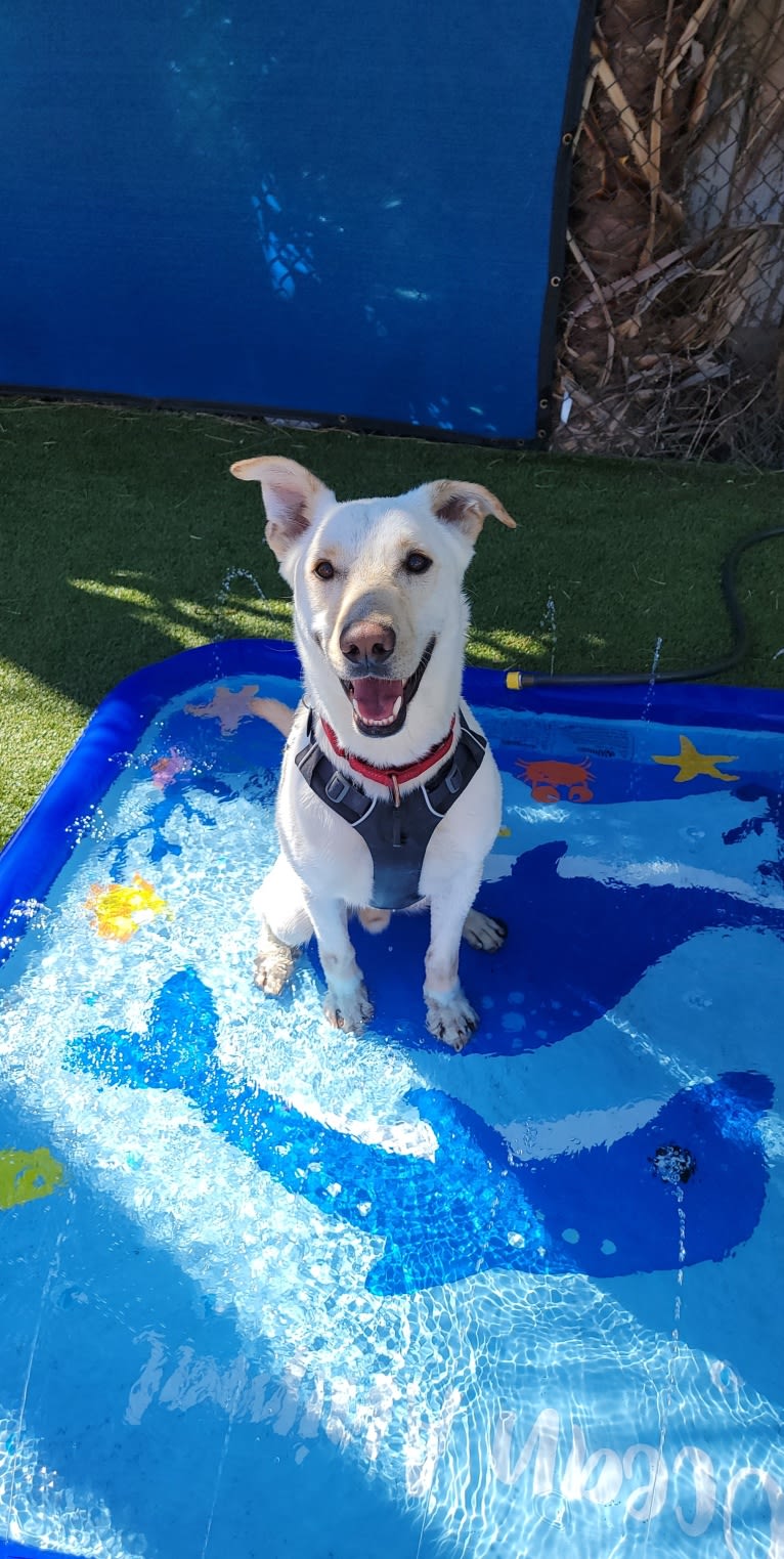 Odin, a German Shepherd Dog and Bulldog mix tested with EmbarkVet.com