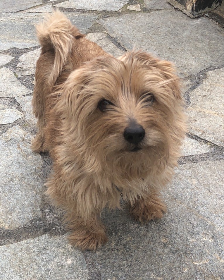 Pepper, a Norfolk Terrier tested with EmbarkVet.com