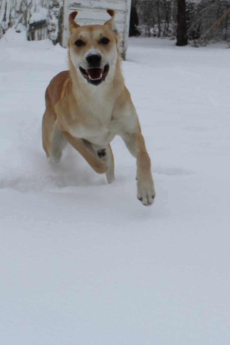 Loomy, a Carolina Dog tested with EmbarkVet.com