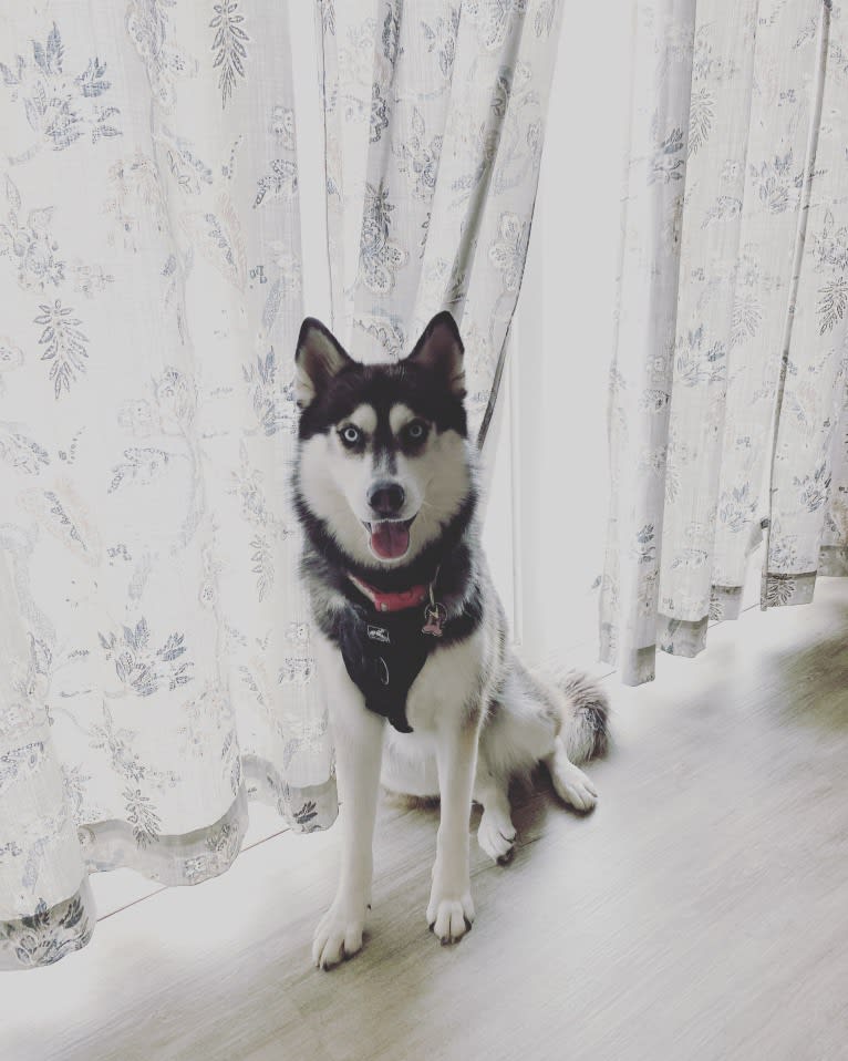 Shasta, a Siberian Husky tested with EmbarkVet.com