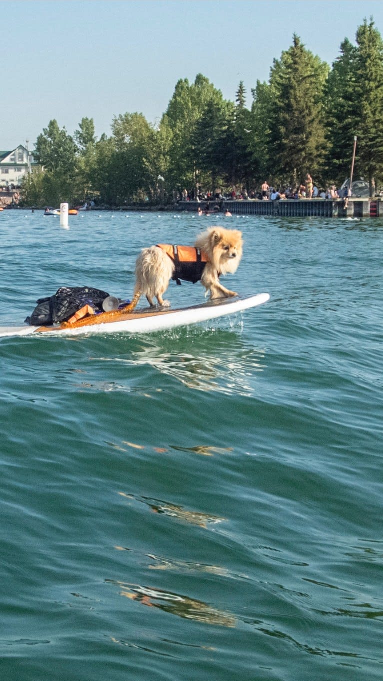 Grizzle, a Pomeranian tested with EmbarkVet.com