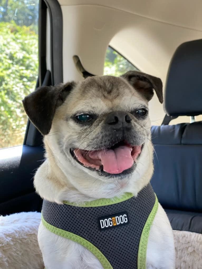 Pugsley, a Pug tested with EmbarkVet.com