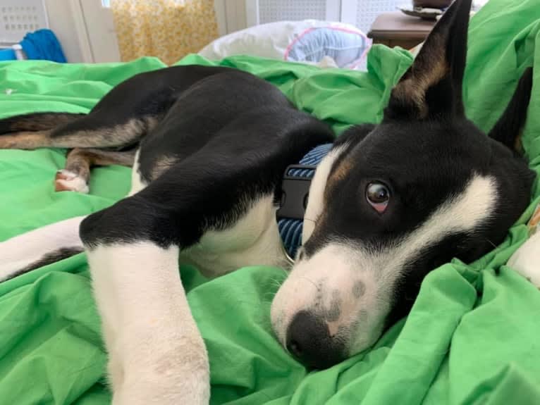 Charley, a Siberian Husky and American Pit Bull Terrier mix tested with EmbarkVet.com