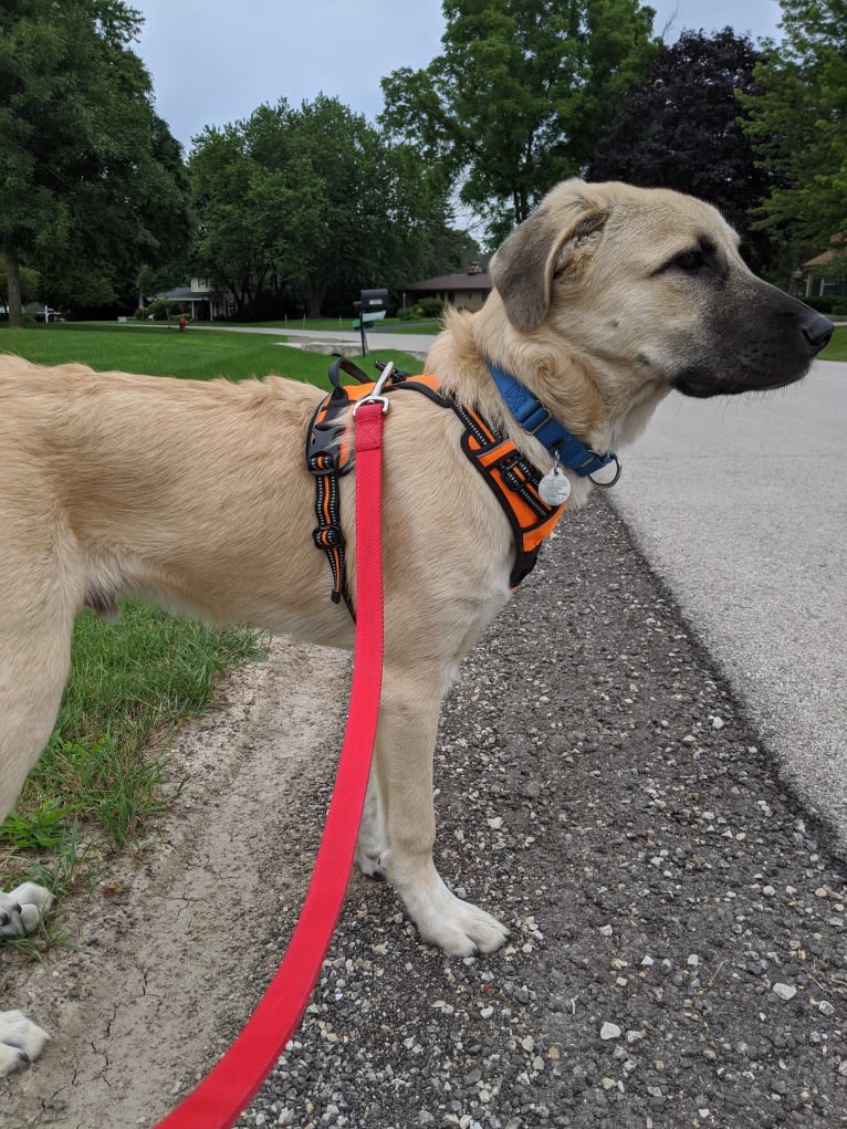 Chewie, an Anatolian Shepherd Dog and Great Pyrenees mix tested with EmbarkVet.com