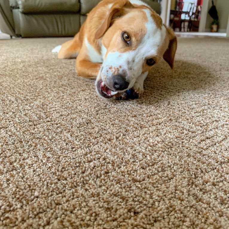 Langston Hughes, a Beagle and Australian Shepherd mix tested with EmbarkVet.com