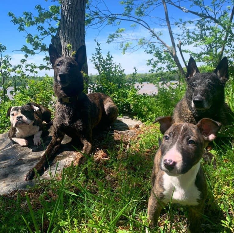 Dippy, a Bull Terrier tested with EmbarkVet.com