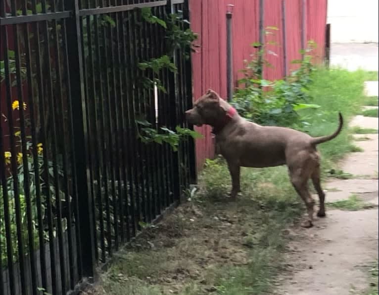 Teally, an American Bully tested with EmbarkVet.com