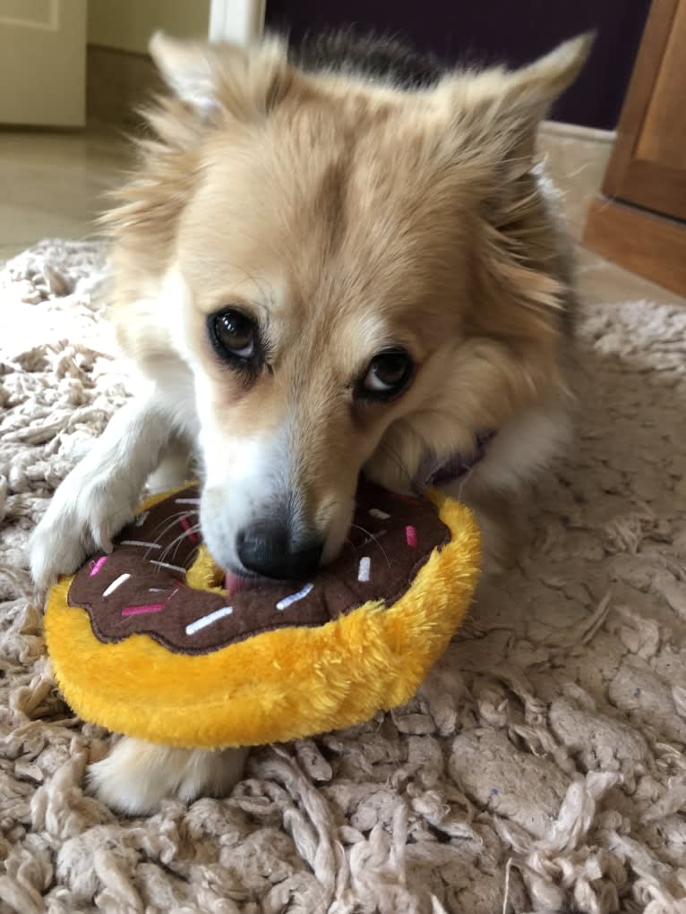 Eevee, an American Eskimo Dog and Miniature/MAS-type Australian Shepherd mix tested with EmbarkVet.com