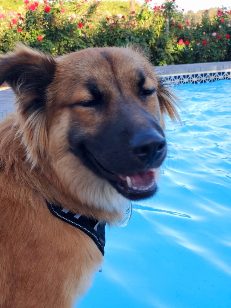 Twix, a German Shepherd Dog and Chow Chow mix tested with EmbarkVet.com