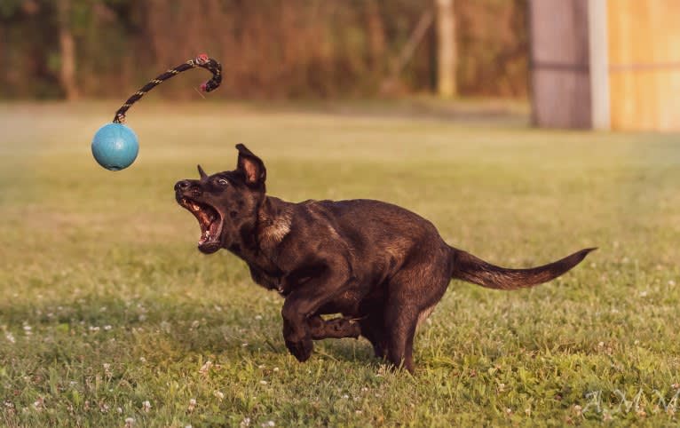 Franky, a Belgian Shepherd tested with EmbarkVet.com