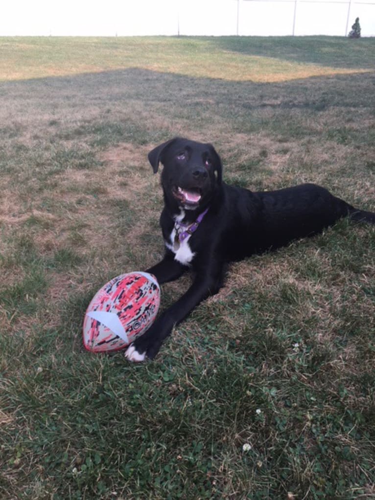 Fredo, an American Pit Bull Terrier and English Springer Spaniel mix tested with EmbarkVet.com
