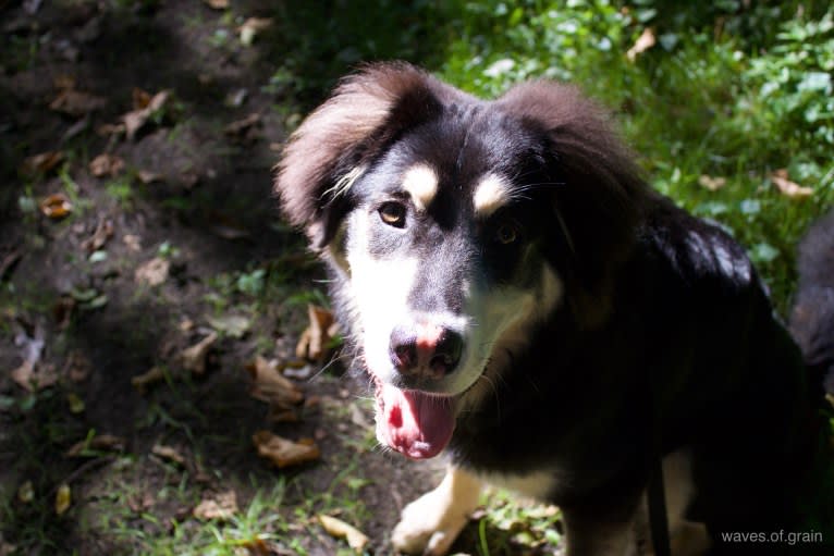 Hodor, a Tibetan Mastiff and German Shepherd Dog mix tested with EmbarkVet.com