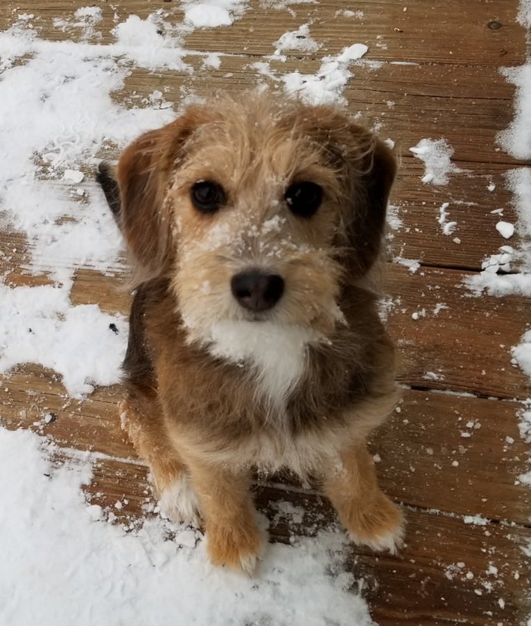 Gracie, a Beagle and Poodle (Small) mix tested with EmbarkVet.com