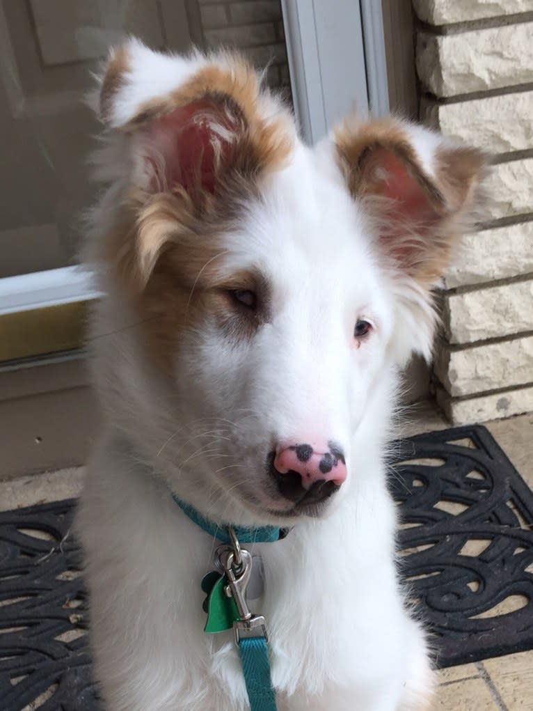 Jax, a Shetland Sheepdog and Australian Cattle Dog mix tested with EmbarkVet.com