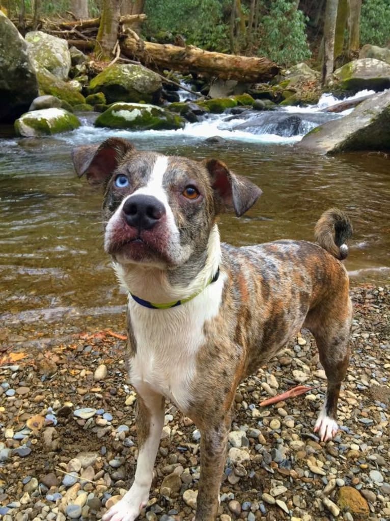 Hammer, a Boston Terrier and Australian Cattle Dog mix tested with EmbarkVet.com