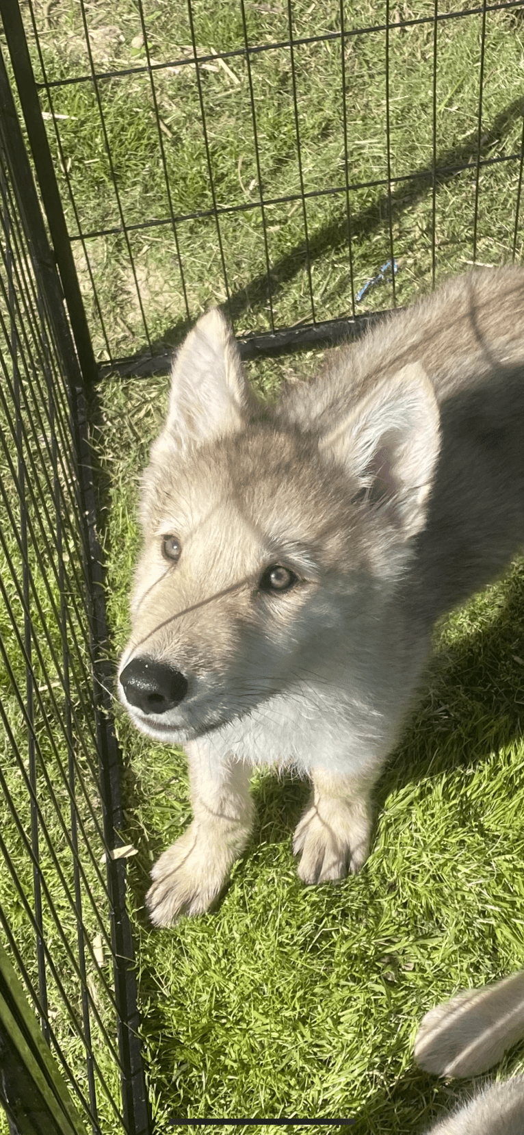 Amarok a dog tested with EmbarkVet.com