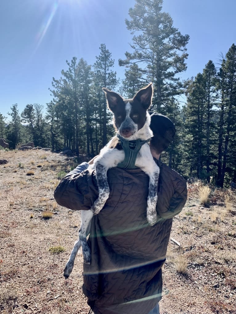 Darla, an Australian Cattle Dog and Border Collie mix tested with EmbarkVet.com