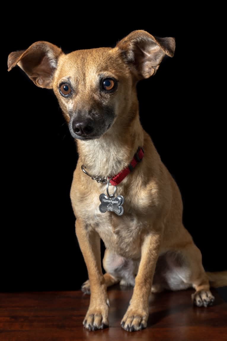Andy, a Chihuahua and Miniature Pinscher mix tested with EmbarkVet.com