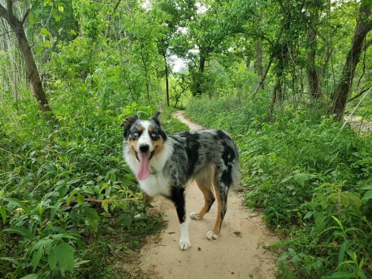 Ellie Einstein Cow Creek Aussies, an Australian Shepherd tested with EmbarkVet.com