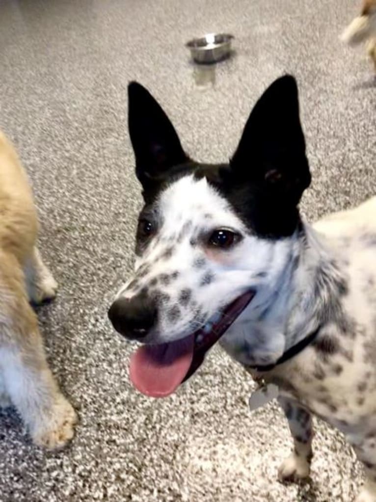 Sigmund, a Rat Terrier and Australian Cattle Dog mix tested with EmbarkVet.com