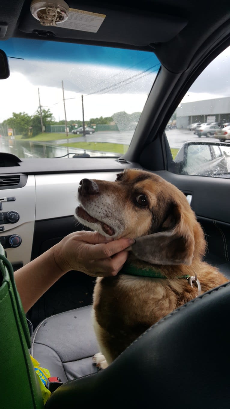 Mario, a Beagle and Norwegian Elkhound mix tested with EmbarkVet.com