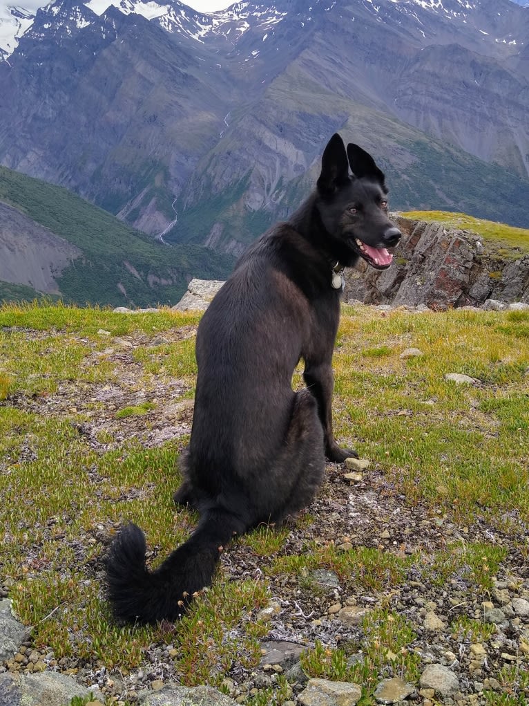 Floki, an Alaskan-type Husky tested with EmbarkVet.com