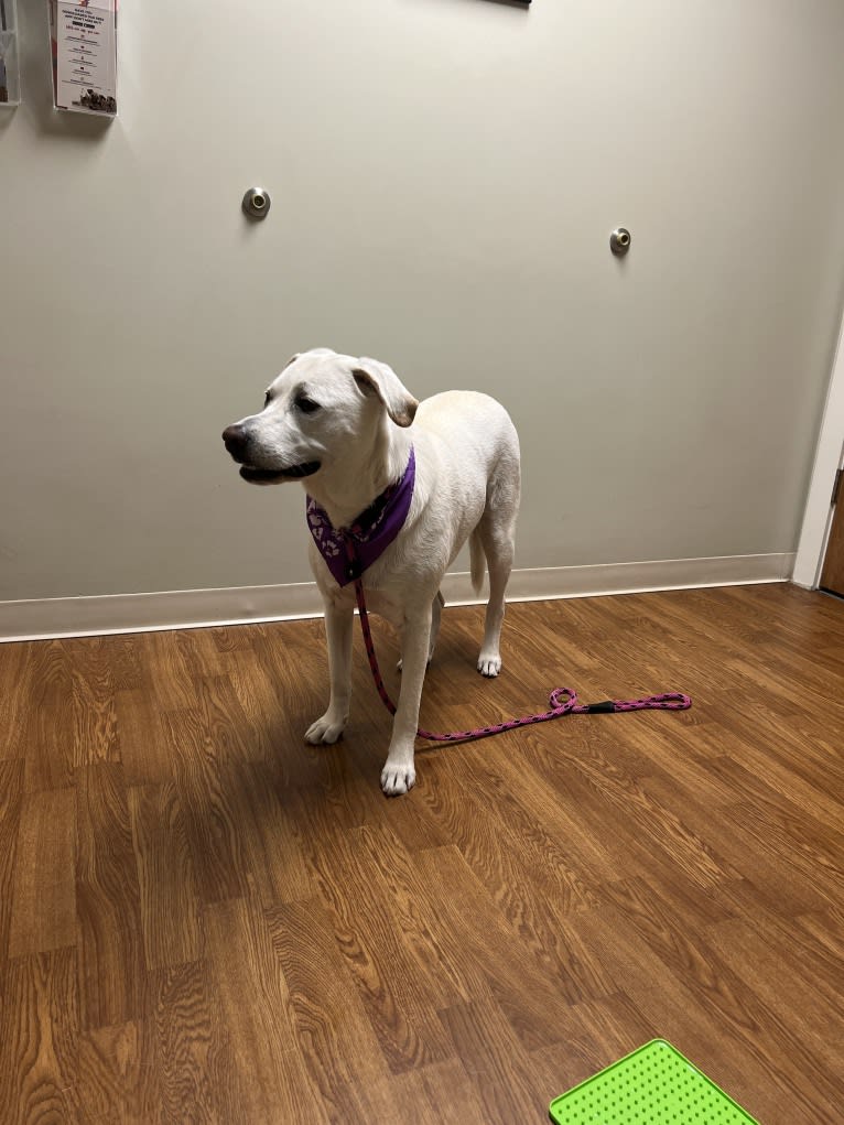 Maizee, a Great Pyrenees and German Shepherd Dog mix tested with EmbarkVet.com