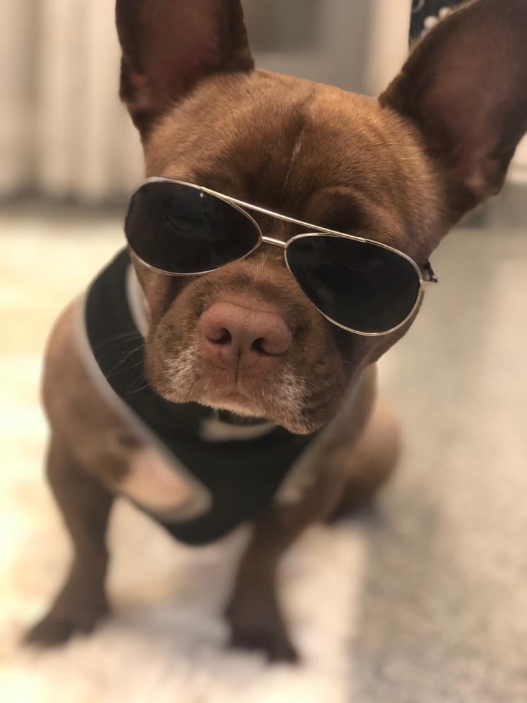 Kiki, a French Bulldog and Chihuahua mix tested with EmbarkVet.com