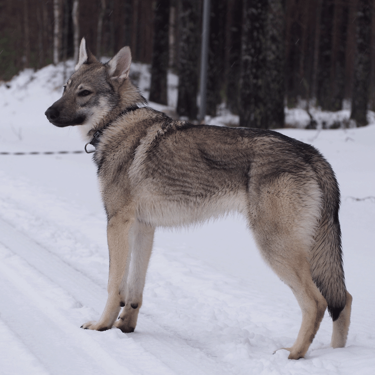 Photo of Olav, a Czechoslovakian Vlcak, German Shepherd Dog, and Samoyed mix in Finland