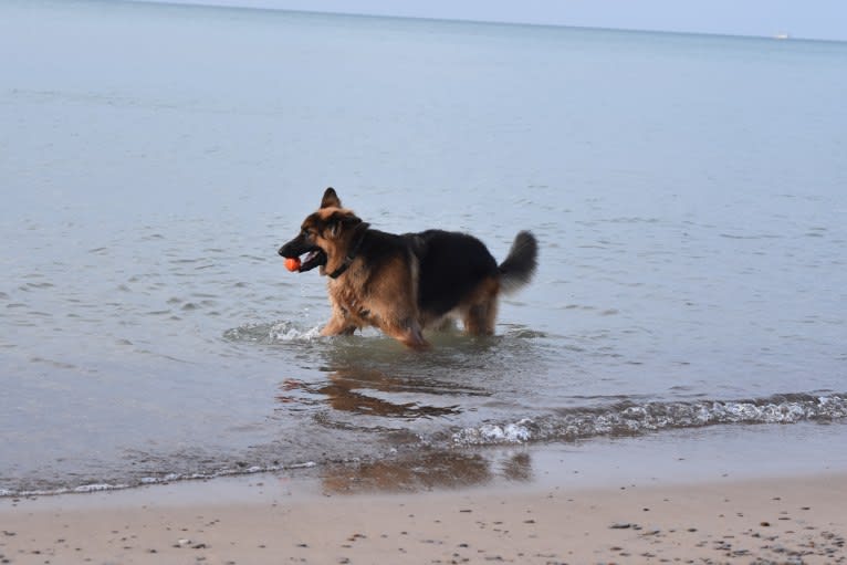 Moose, a German Shepherd Dog and Black Russian Terrier mix tested with EmbarkVet.com