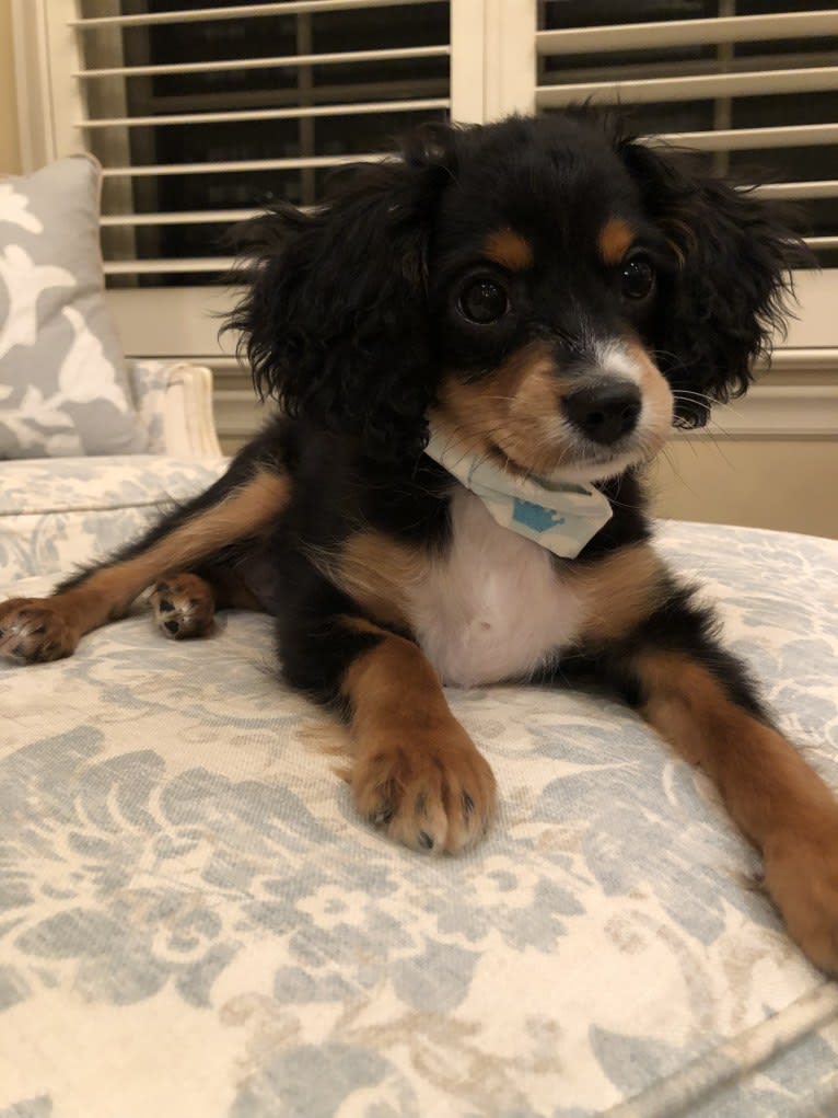 Prince, a Cavalier King Charles Spaniel and Poodle (Small) mix tested with EmbarkVet.com