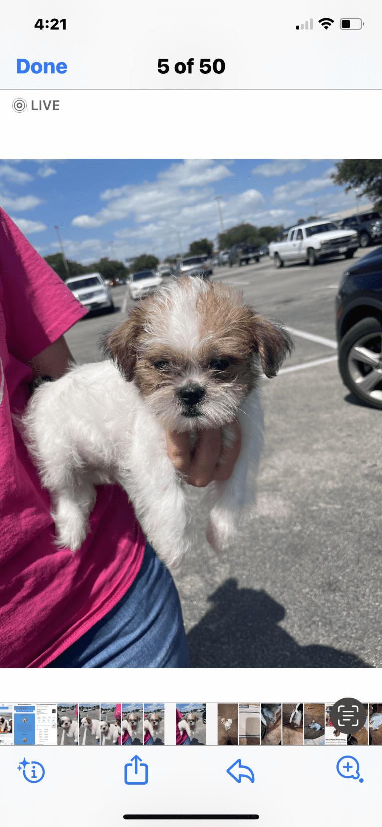 Dempsey, a Shih Tzu (8.7% unresolved) tested with EmbarkVet.com