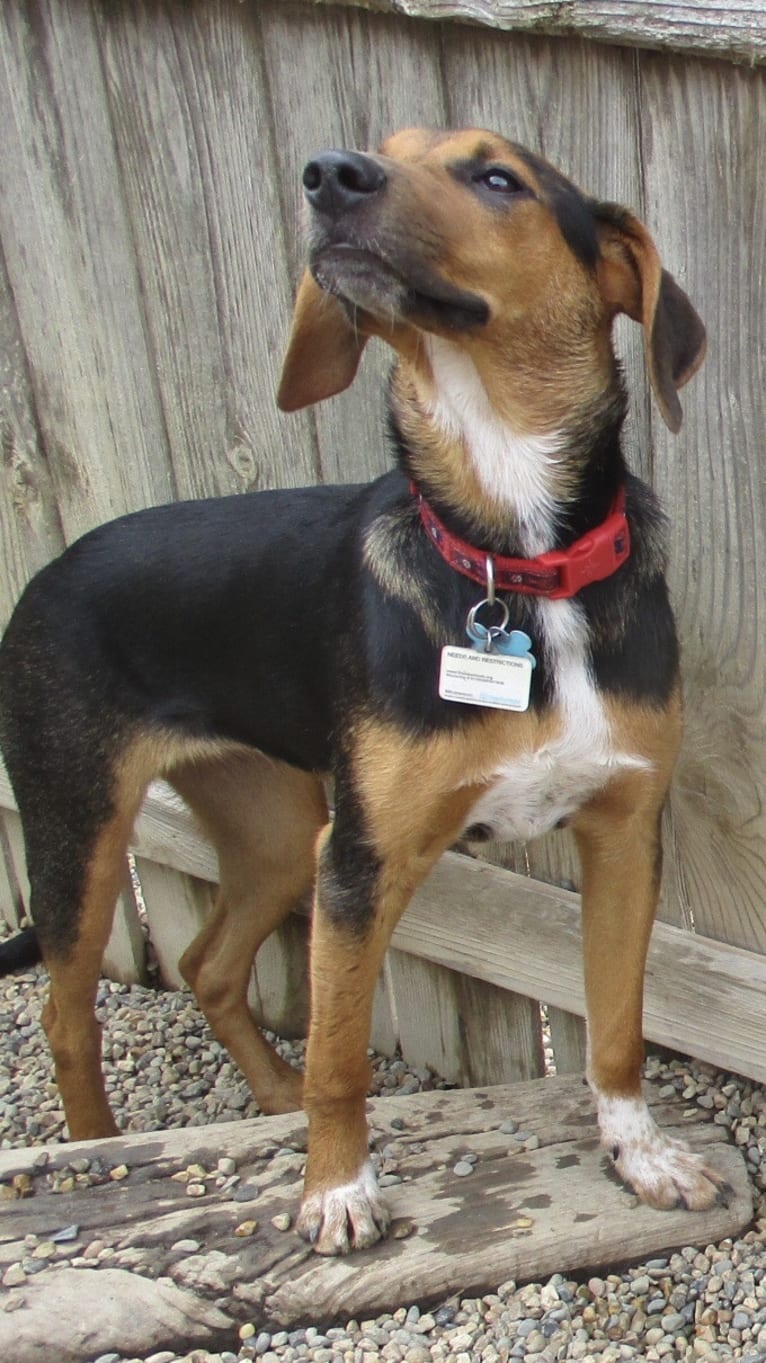 Chara, a Black and Tan Coonhound and Border Collie mix tested with EmbarkVet.com