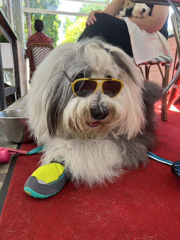 Arlo, an Old English Sheepdog tested with EmbarkVet.com