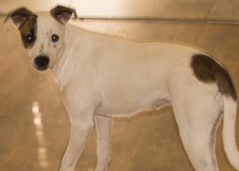 Popcorn, a Border Collie and Whippet mix tested with EmbarkVet.com