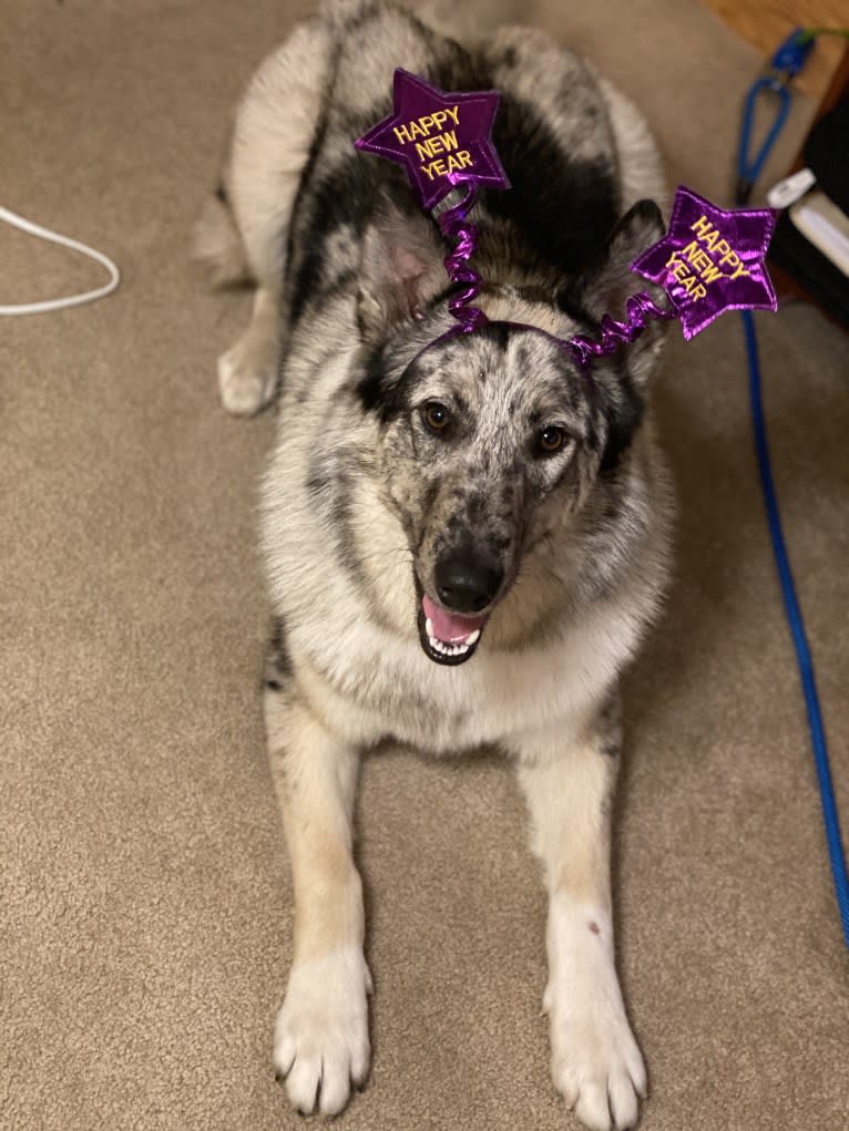 Cooper, a Collie and Norwegian Elkhound mix tested with EmbarkVet.com