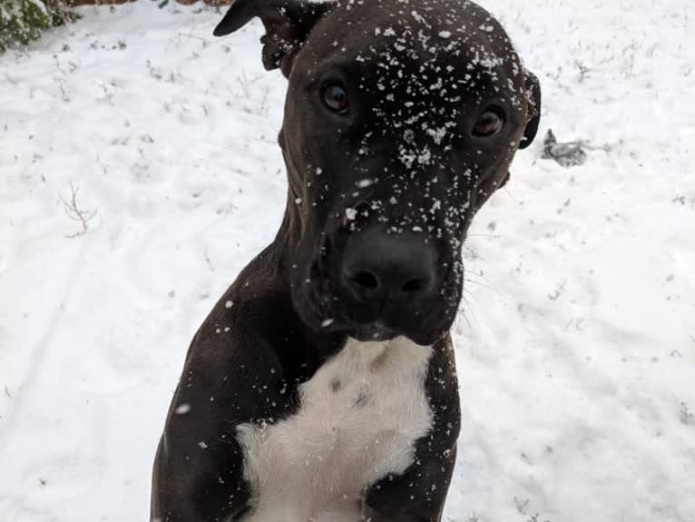 Andromeda, an American Pit Bull Terrier and Boxer mix tested with EmbarkVet.com