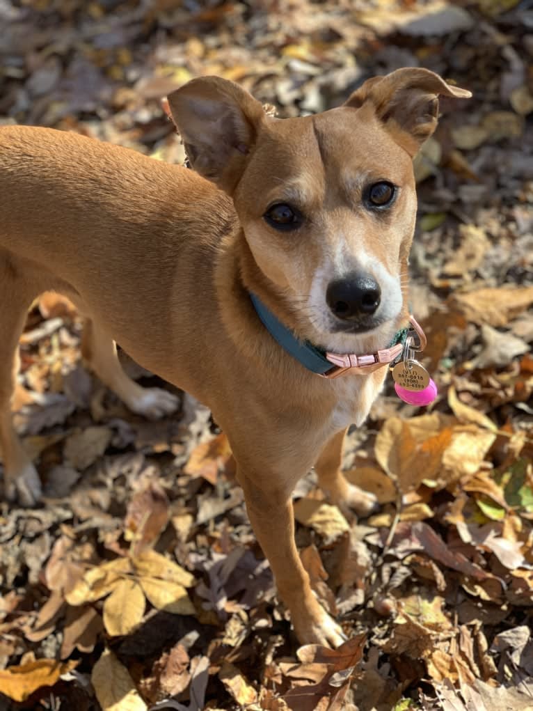 Basil, a Chihuahua and Australian Cattle Dog mix tested with EmbarkVet.com