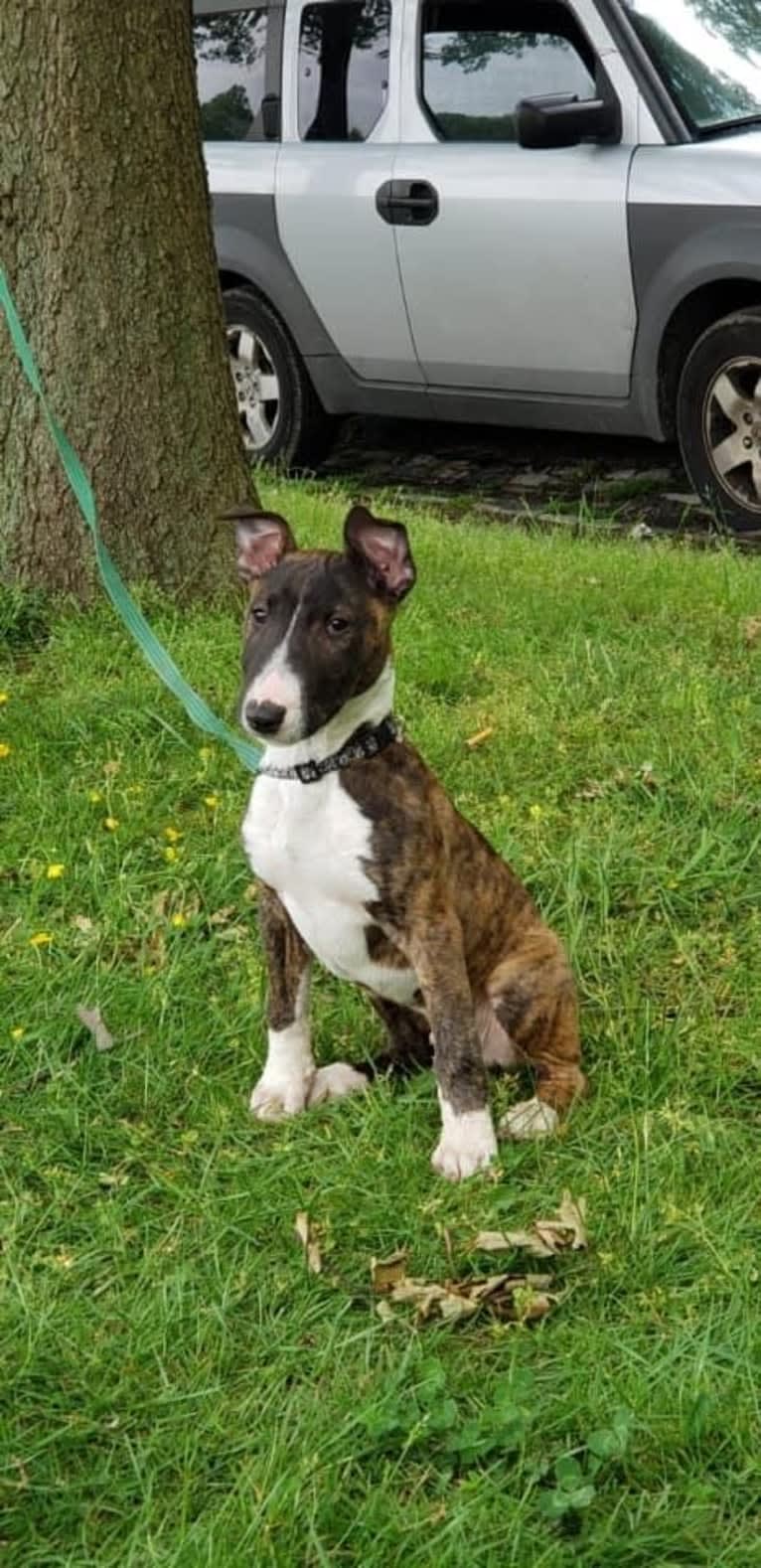 Dippy, a Bull Terrier tested with EmbarkVet.com