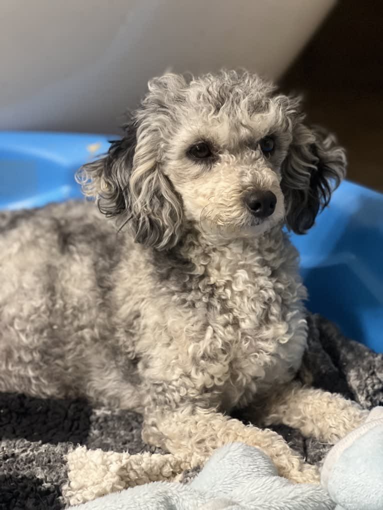 Karma, a Poodle (Small) tested with EmbarkVet.com