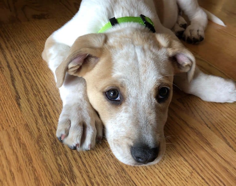 Lennon, an American Pit Bull Terrier and American Staffordshire Terrier mix tested with EmbarkVet.com