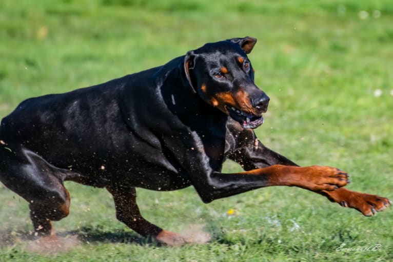 Roreck, a Doberman Pinscher tested with EmbarkVet.com