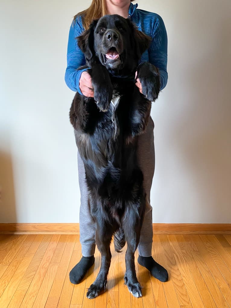 Conway, a Golden Retriever and Great Pyrenees mix tested with EmbarkVet.com