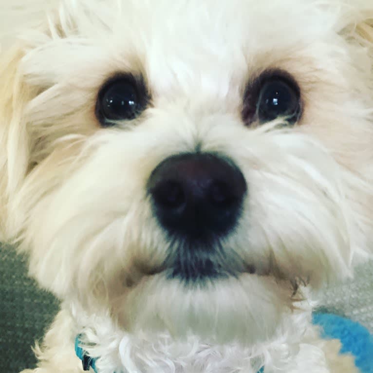 Butters, a Maltese and Chihuahua mix tested with EmbarkVet.com